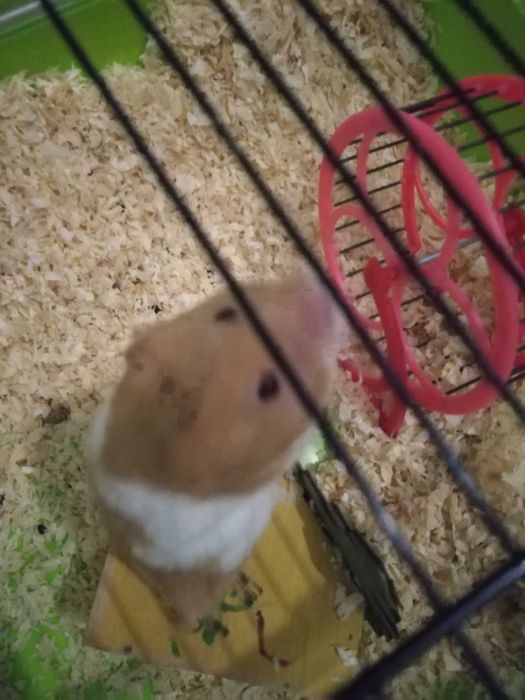 Oddam chomika w dobre ręce