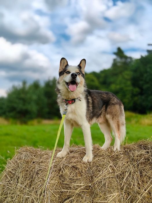 Piorun w typie Husky do adopcji!