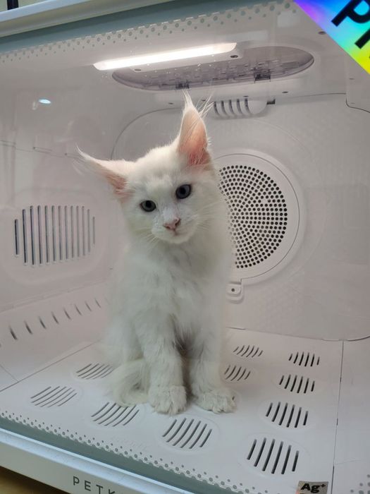 Грумінг котів( без бриття)