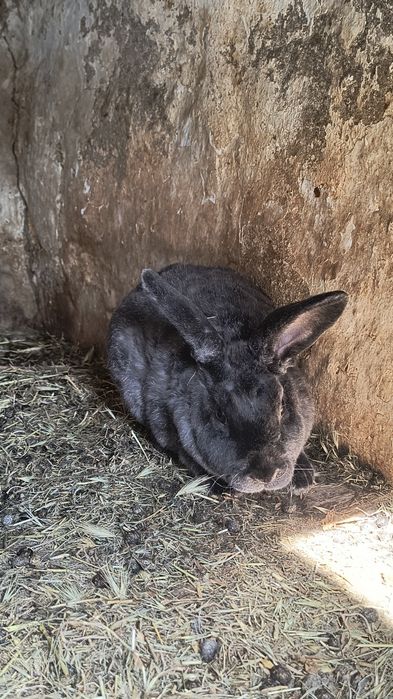 Продам декоративні кролики