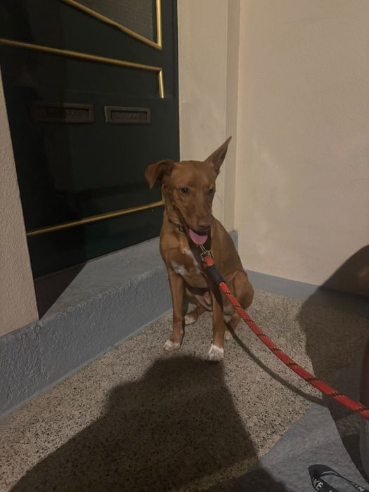 Dou o meu Pequeno Pluto.