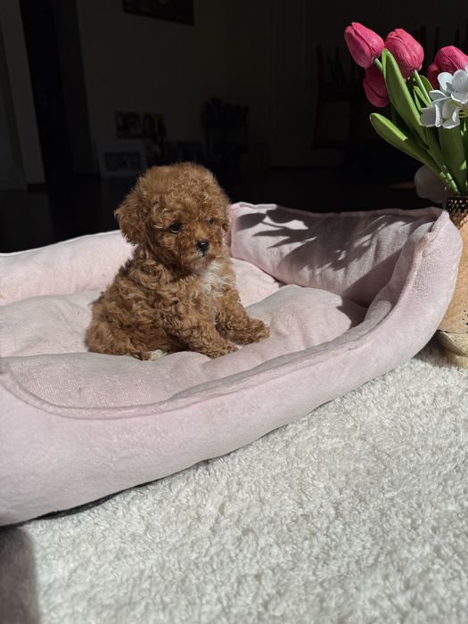 Маленькі карамельні цуценятка мальтипу