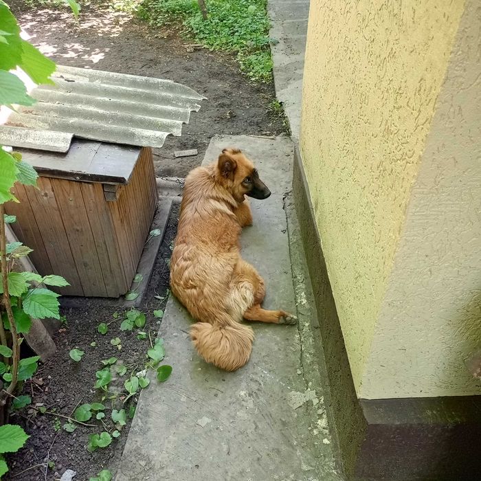 Продается овчарка