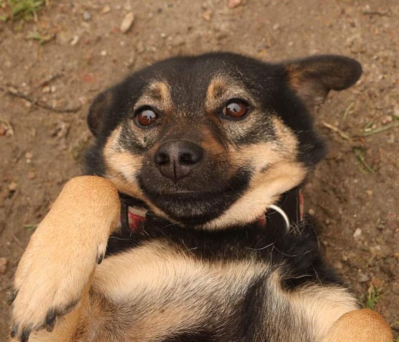 8 letni idealny i kochany Dino