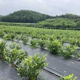 Agrotkanina czarna P70 0,6x100