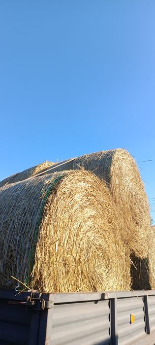 Sprzedam słomę pszenną