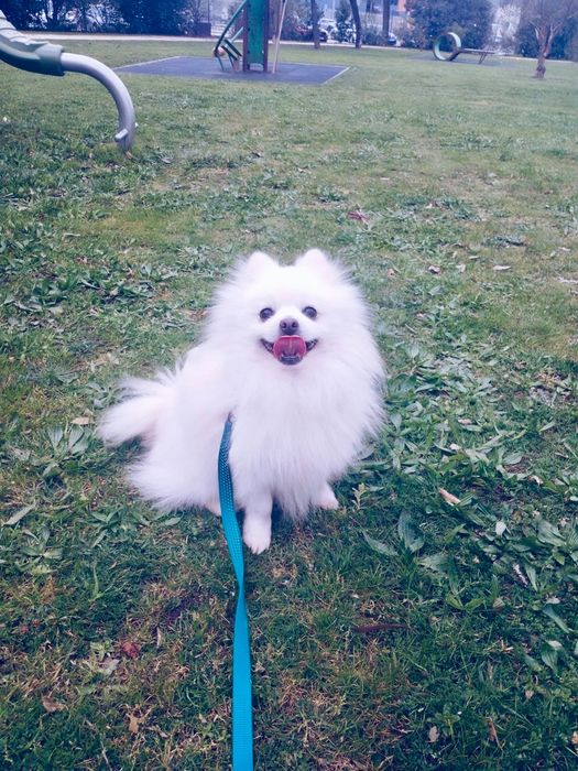 Macho Spitz Alemão Anão