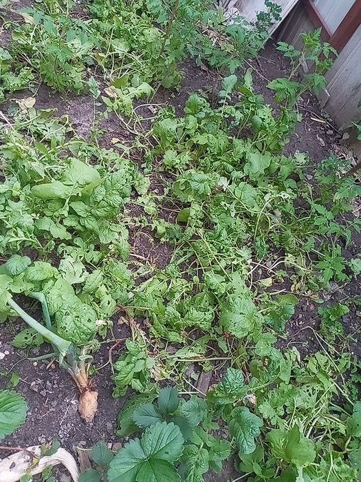 Продам ділянку землі 0.53 га