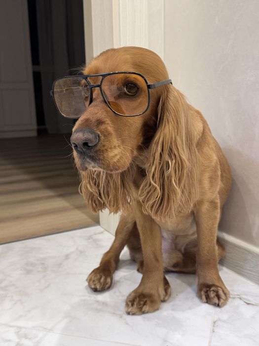 Вʼязка кокер спаніель