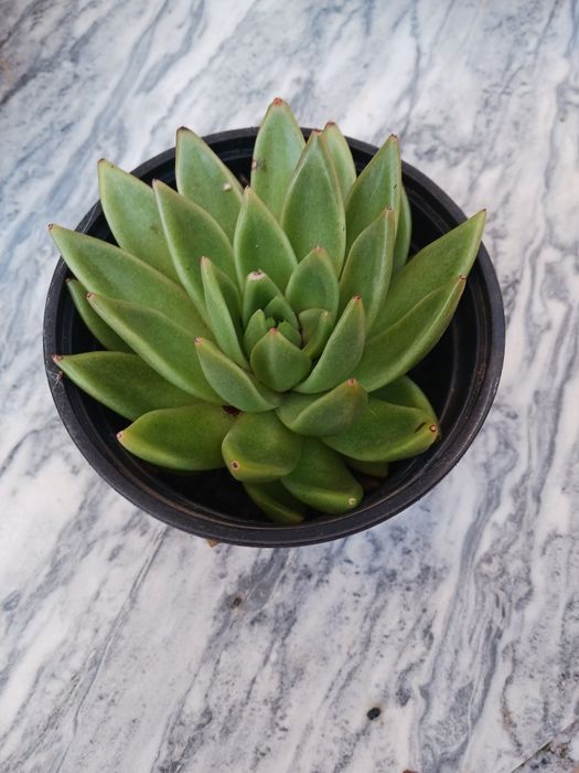 Planta suculenta- Echeveria agavoides