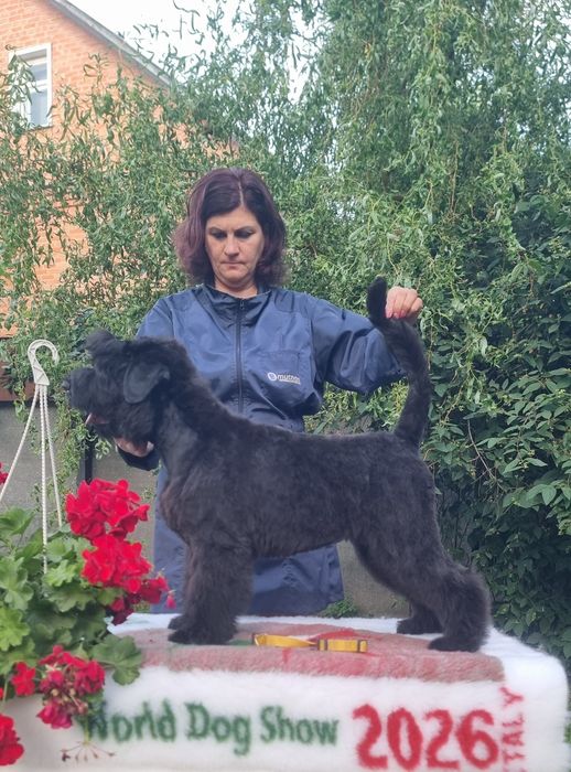 Цуценята від Чемпіонів Світу  та Европи