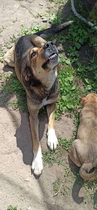 Цуценята невеликої породи