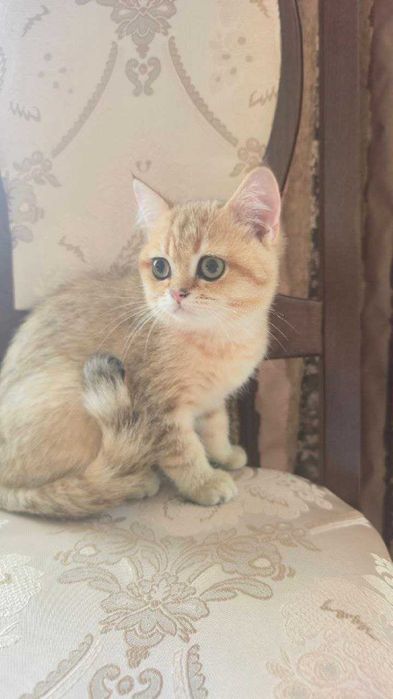 Золотий зеленоокий красунчик