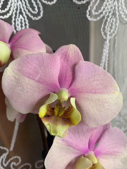 Продам свою орхідею