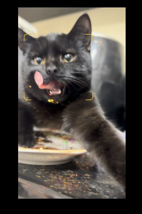 Доця висловушки шукає сімʼю!!