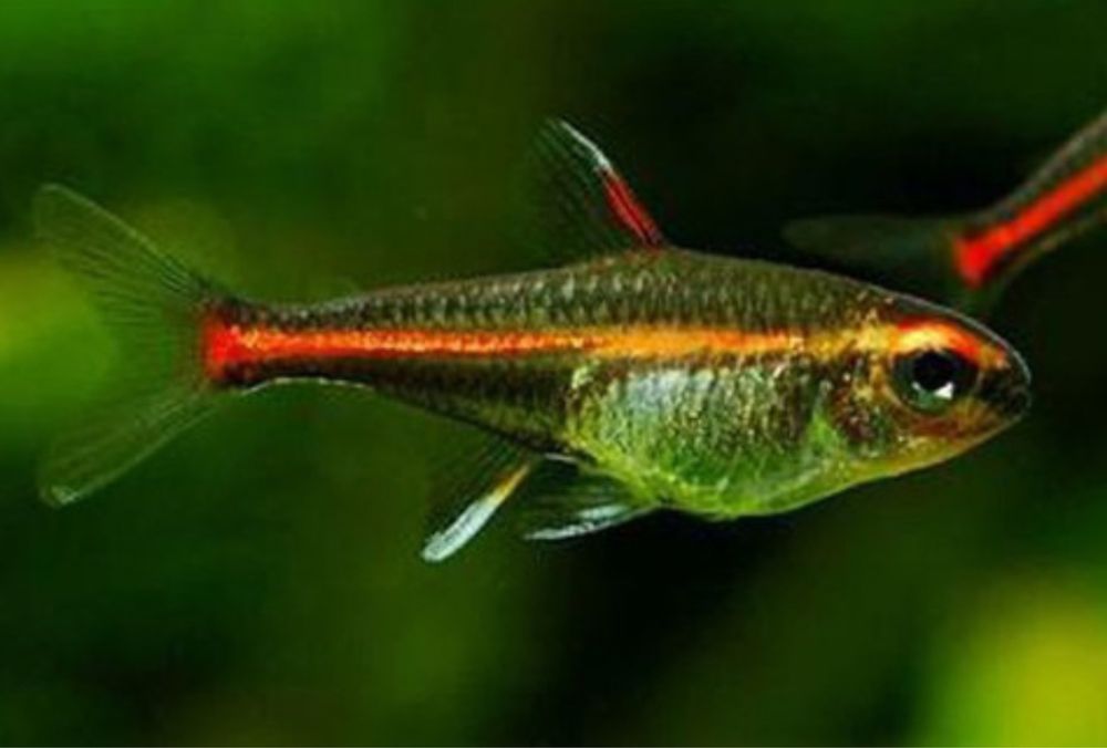 Neon tetra rosa