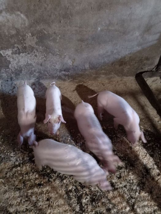 Продам поросят .