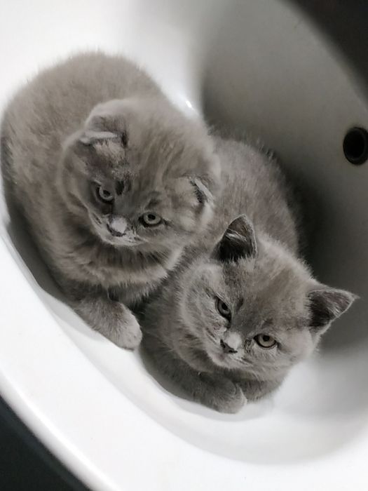 Кот вислоухий.вязка