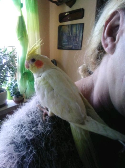 Papugi ręcznie karmione