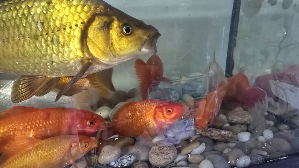 Peixes Vermelhos e brancos