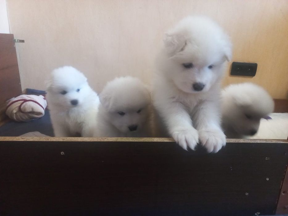 Szczeniak Samoyed odbiór samiec