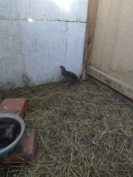 Sprzedam 8 młodych przepiórek japońskich