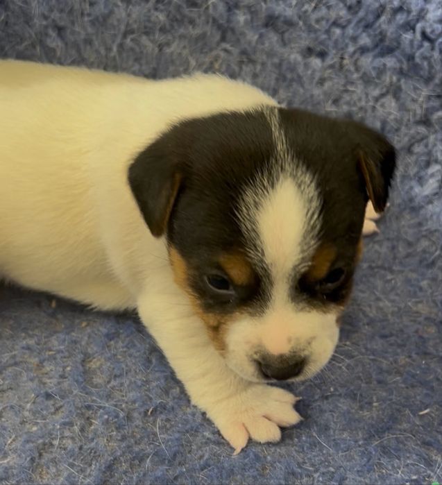 Jack russel com Lop