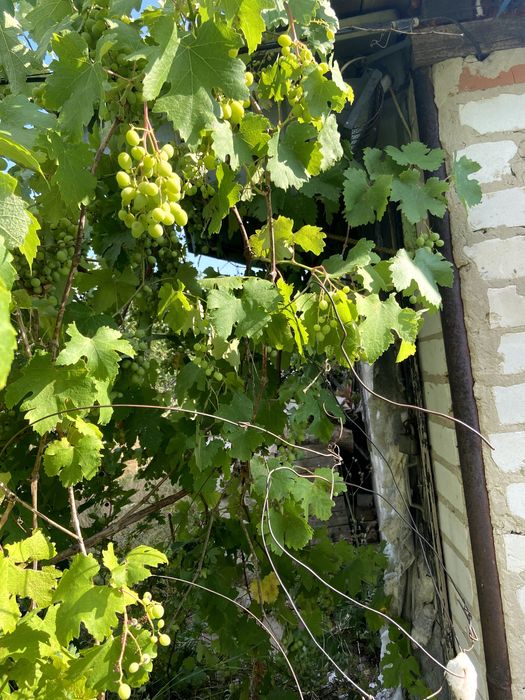 Дача, земельна ділянка, Володимирівське, Запорізька область