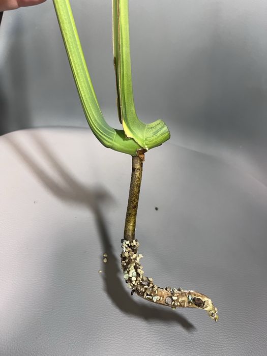 Monstera Green on Green mint szczyt