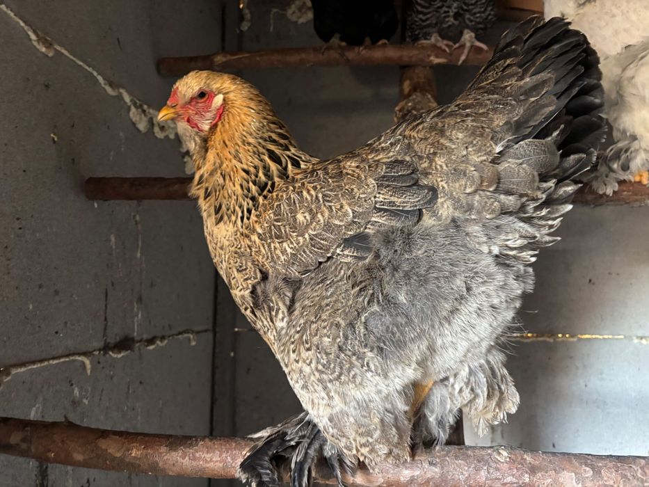 Brahma zeszłoroczne