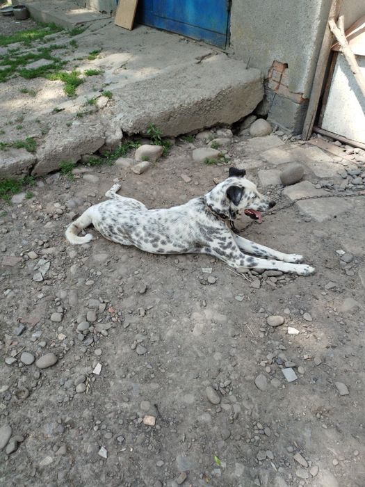Відам собаку Далматинець
