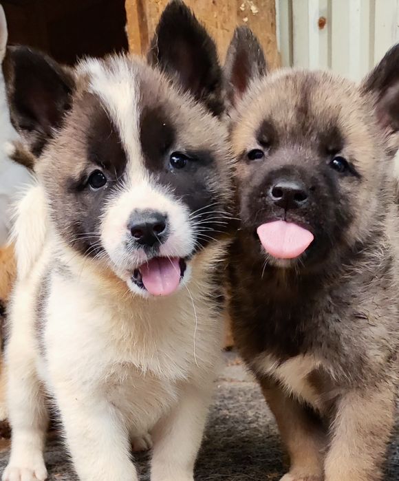 Малюки! Хлопчики ! Дівчатка ! Акіта