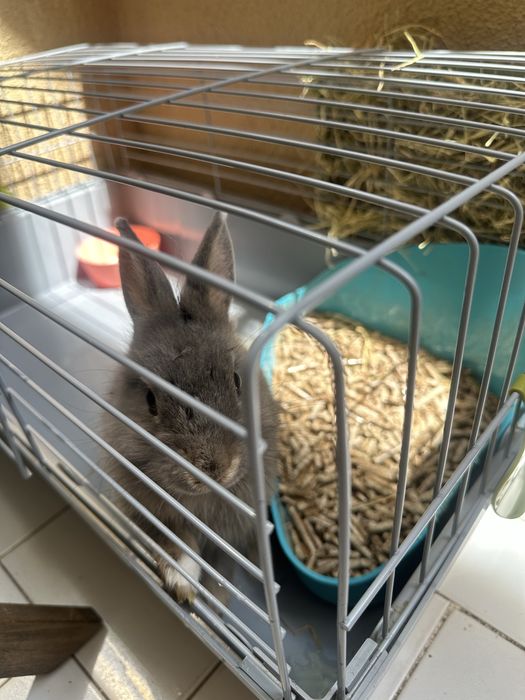 Coelho anão com 3 meses