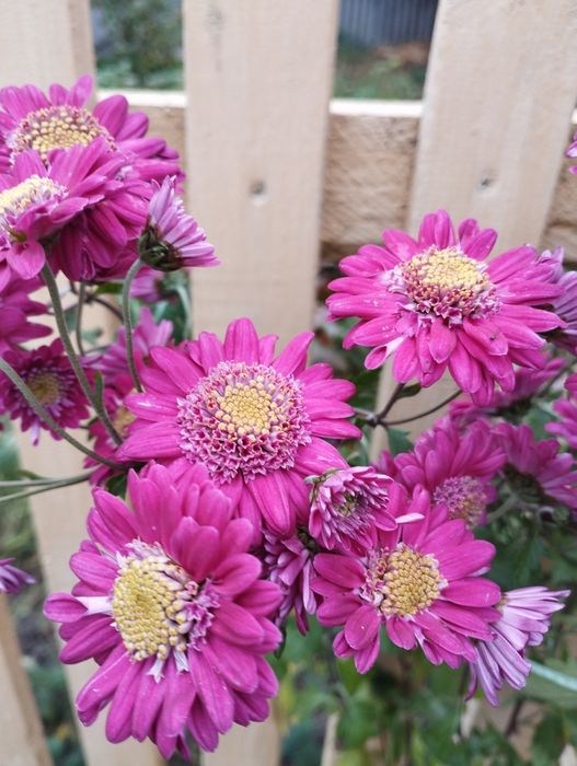 Продам хризантеми