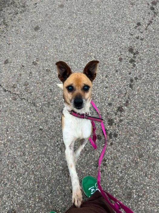 Mały piesek do adopcji, mini ratlerek mix, łagodny Rambo
