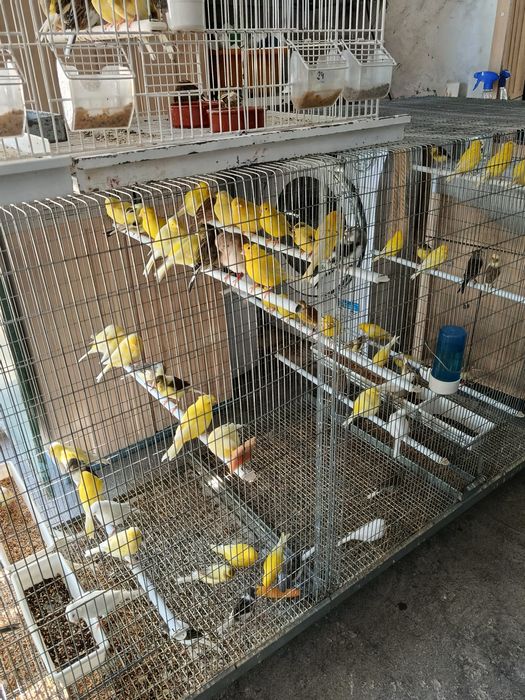 Cedem se canários de várias raças