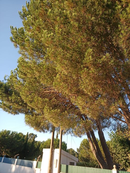 Limpeza de terrenos  e abates de árvores