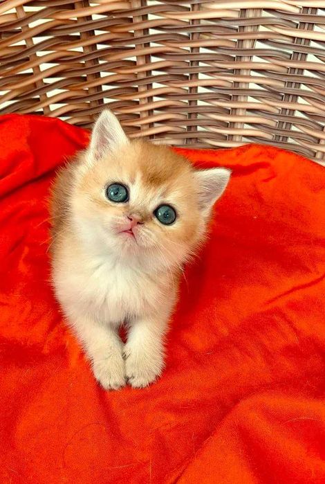 Шотландские котята (ЗОЛОТАЯ ШИНШИЛЛА)
