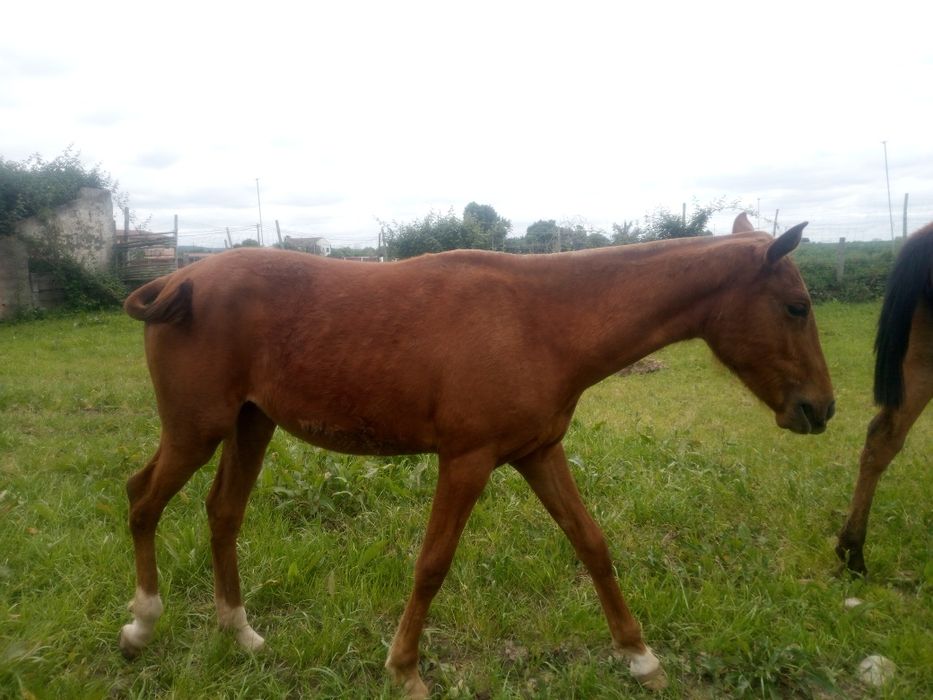 Poldra luso árabe