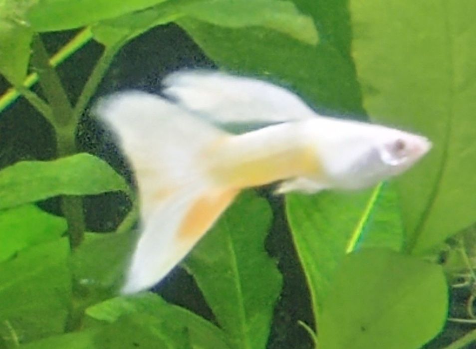 gupiki Full White Platinum haremy  1+3  wysyłka