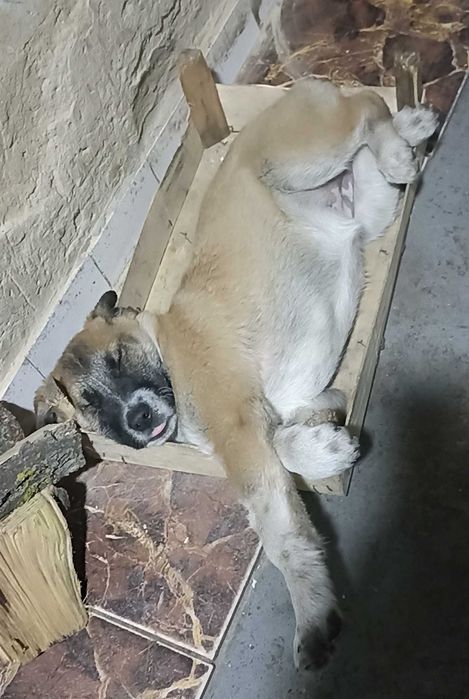 Щенок 4 мес девочка.