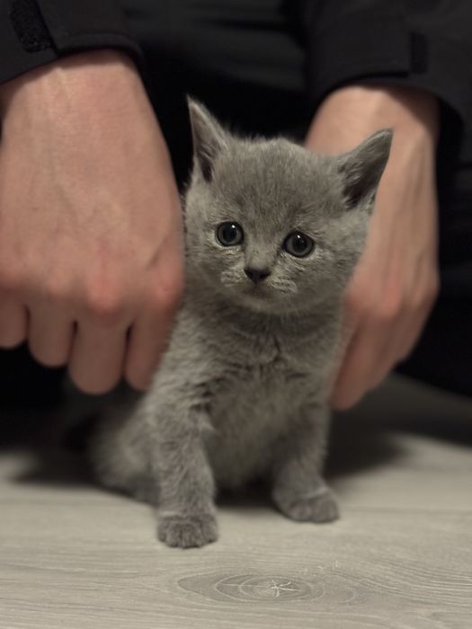 Котенята від Британської кішки