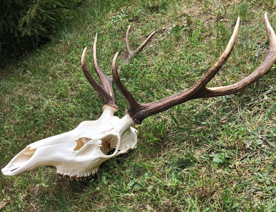 Poroże jelenia - trofeum myśliwskie