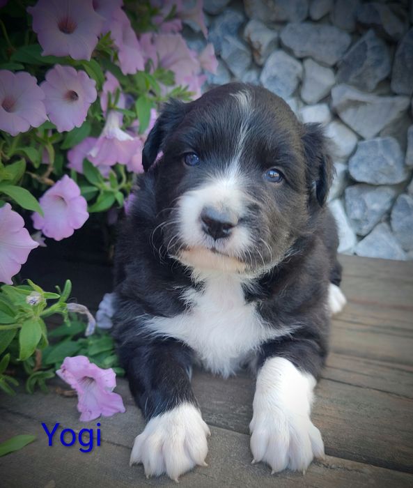 Border collie cudowny piesek przebadani rodzice