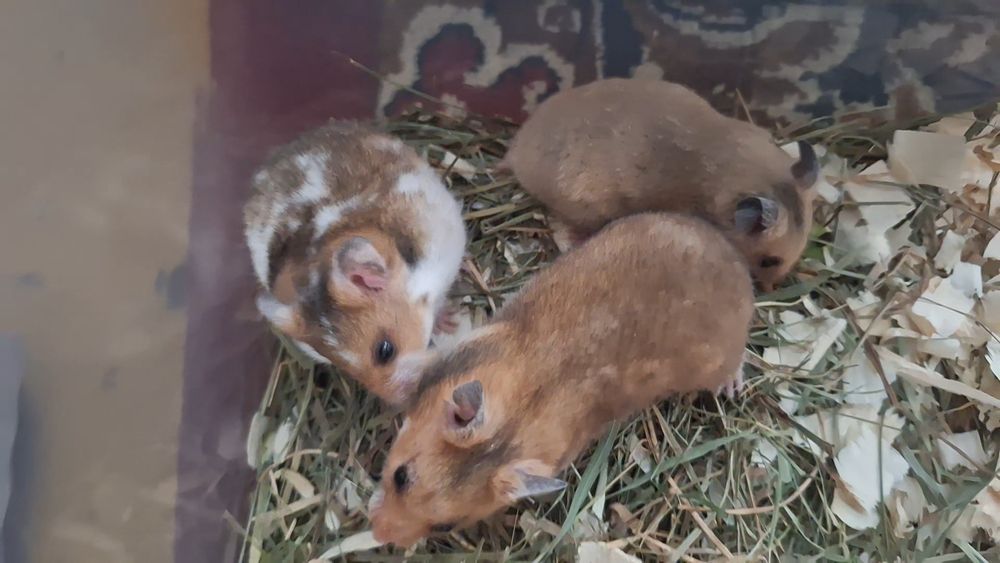 Chomiki Syryjskie Młode