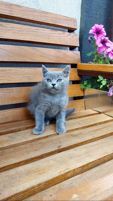 Продам кошенят шотландських веслоухих