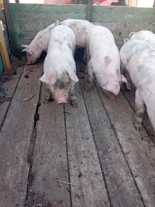Vendo leitões pietrain puros