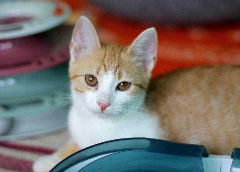 Cudna, radosna koteczka Rozalka o adopcji