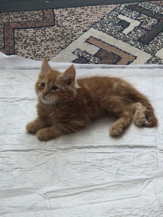 Кошеня шукає родину