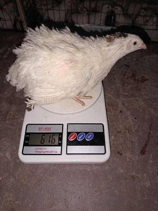 Яйце інкубаційне селекція перепела Техас, естонскі - яйцо инкубационно